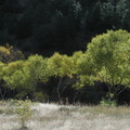 Familjens_Andreas_Land_Tree_trees.jpg