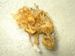 Remnants of orange colored shag were discovered.