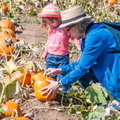 Lucy and the Pumkin Patch -6