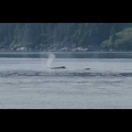 Humpback whales near Taylor Bay in Alaska